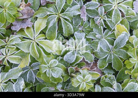 Grüne, mit Raureif bedeckte Blätter zeigen eine winterliche Darstellung der Natur mit kühler Atmosphäre, Münsterland, Nordrhein-Westfalen, Deutschland Stockfoto