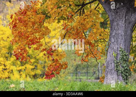 Ahorn mit bunten Blättern. Die Landschaft ist im Herbst farbenfroh. Stuttgart, Baden-Württemberg, Deutschland Stockfoto