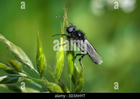 Weißdornfliege (Bibio marci) männlich im Frühjahr auf grünen Grasspitzen Stockfoto