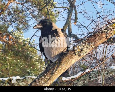 Kapuzenkrähe, Corvus cornix, etwas Schnee auf Schnabel, hoch auf einem Baum an einem sonnigen Wintertag. Stockfoto