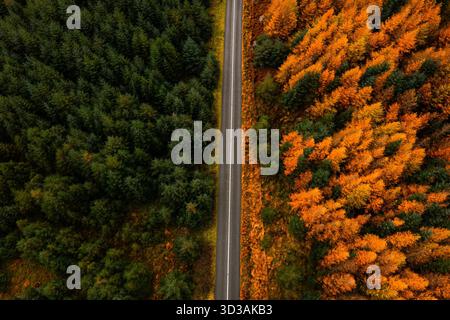 Von oben nach unten auf eine Kiefernwaldstraße, die von grünen und orangen Herbstbäumen in den Wicklow Mountains geteilt wird Stockfoto