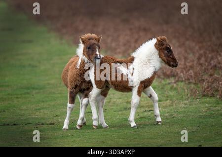 Zwei süße Dartmoor Ponyfohlen, die sich im Winter zusammenschlossen Stockfoto