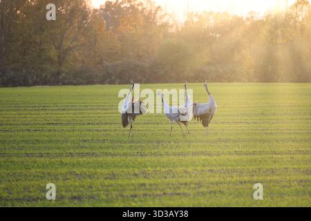 Dramatischer Himmel über Einem ruhigen See mit hellen Sonnenstrahlen und Reflexionen im Wasser, natürlichem Idyll und stimmungsvoller Landschaft. Stockfoto