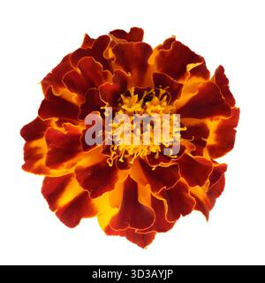 Eine lebhafte Ansammlung von roten und orangen Ringelblumen, isoliert auf einem sauberen weißen Hintergrund. Eine detaillierte Nahaufnahme, die die frischen Farben und die faszinierenden Details einfängt Stockfoto