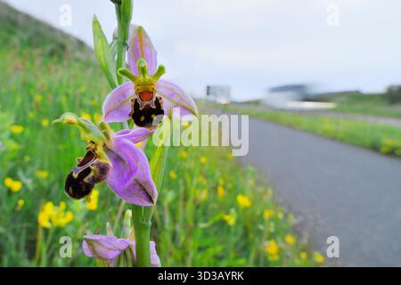 BienenOrchidee (Ophrys apifera) Nahaufnahme des Blütenstachels, der am ungemähten Straßenrand wächst, East Lothian, Schottland, Juni. Stockfoto
