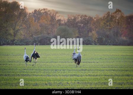 Dramatischer Himmel über Einem ruhigen See mit hellen Sonnenstrahlen und Reflexionen im Wasser, natürlichem Idyll und stimmungsvoller Landschaft. Stockfoto