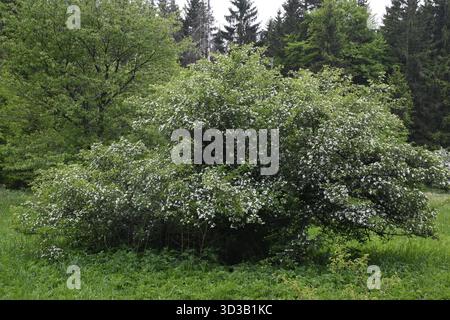Blühender Weißdorn (Crataegus) Stockfoto