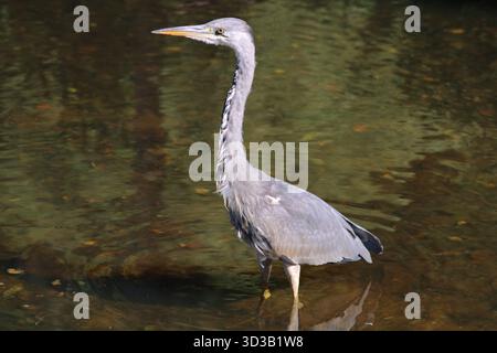 Graureiher (Ardea cinerea), der im Wasser steht. Stockfoto