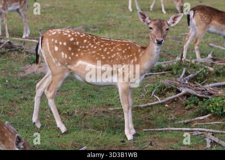Europäischer Damhirsch (Dama Dama) Stockfoto