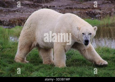 Eisbär (Ursus maritimus), der auf Gras läuft. Stockfoto