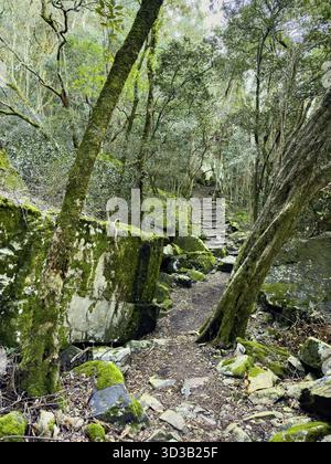 Geheimnisvoller Wanderweg durch dichten Bergwald in Kapstadt, Südafrika Stockfoto