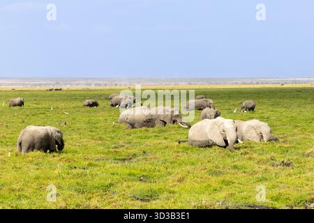 Eine große Herde afrikanischer Buschelefanten, die auf den grünen Ebenen des Amboseli-Nationalparks Kenia ruhen Stockfoto