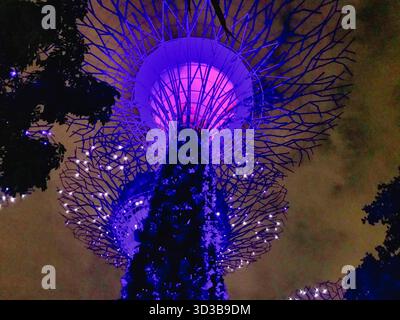 Aus der Vogelperspektive auf die riesigen Superbäume, die in leuchtenden violetten und rosa Tönen beleuchtet sind und den Nachthimmel in Gardens by the Bay, Singapur, durchdringen Stockfoto