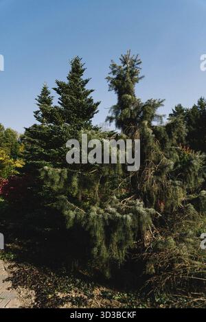 Essen, große immergrüne Kiefern mit dichten Nadeln wachsen in einem Landschaftsgarten unter einem hellblauen Himmel an einem sonnigen Tag Stockfoto