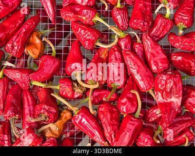 Leuchtend rote Espelette-Paprika trocknen auf einem Gitterrost, ihre zerknitterten Schalen fangen das Licht ein. Fotografiert in Espelette, Frankreich, zur Feier der baskischen Gewürztradition. Stockfoto