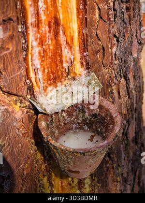 Nahaufnahme einer gezapften Seefernkiefer mit Harz, der in einen Tonbecher in Landes de Gascogne, Frankreich, tropft. Warmes Nachmittagslicht unterstreicht diese traditionelle Ernte. Stockfoto