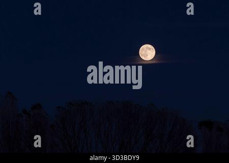 Vollmond am 5. November 2025, aus Sicht der Provinz Pisa, Italien Stockfoto