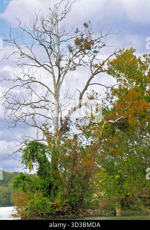 Ein einsamer Baum am Potomac River wirft im Herbst seine Blätter ab Stockfoto
