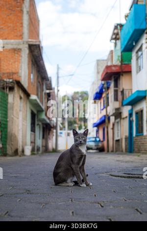 Graue und weiße Tabbykatze, die mitten in einer gepflasterten Stadtstraße sitzt und direkt auf die Kamera blickt, mit farbenfrohen Nachbarschaftsgebäuden in der Ba Stockfoto