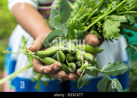 Nahaufnahme eines Landwirts, der grüne, breite Bohnen hält, die frisch vom Feld in den peruanischen Anden geerntet wurden. Stockfoto