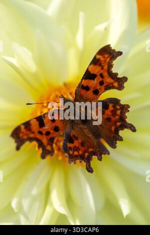 Ein wunderschöner Komma-Schmetterling liegt auf einer weichen blassgelben Dahlia in einem friedlichen englischen Landgarten voller Sommerfarbe. Stockfoto