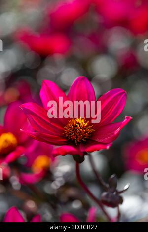 Bunte Dahlienblüten an einem sonnigen Oktobertag in einem englischen Landgarten Stockfoto