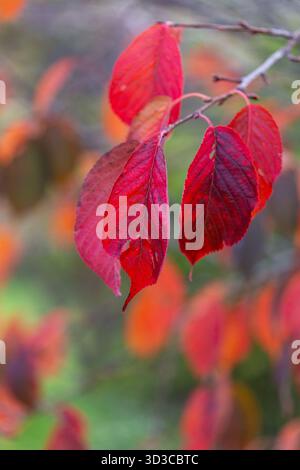 Leuchtend rote Herbstblätter leuchten sanft im sanften Licht eines englischen Landgartens und zelebrieren die satten Farben der Saison. Stockfoto