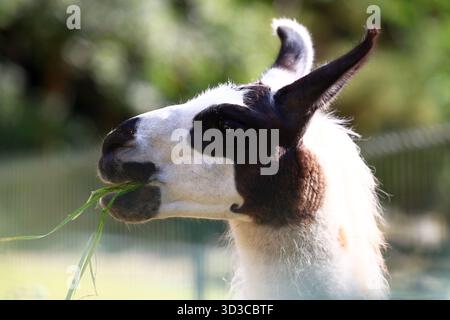 Nahaufnahme eines Anden-Lama in sonniger Umgebung Stockfoto