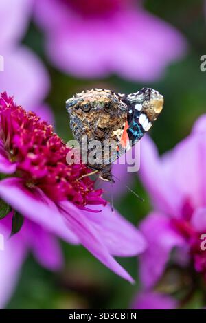 Im Spätsommer liegt ein farbenfroher PfauenSchmetterling sanft auf leuchtenden rosa Dahlien in einem wunderschönen englischen Landgarten. Stockfoto