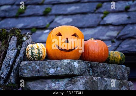 Ein fröhlich geschnitzter Kürbis sitzt auf einer rustikalen Steinmauer neben bunten Kürbissen und fängt den gemütlichen Geist von Halloween auf dem Land ein. Stockfoto