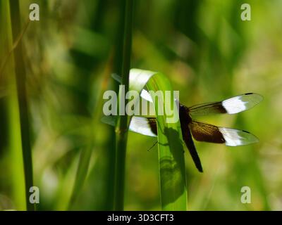 Libelle an einem warmen Sommertag. Der Sonnenschein zeigt seinen Schatten auf diesem Grashalm, während er ruht. Die Nahansicht zeigt Details der Flügel. Stockfoto