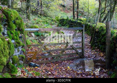 Ein altes Holztor steht zwischen moosbedeckten Steinmauern entlang eines friedlichen Waldweges in Borrowdale im Lake District. Stockfoto