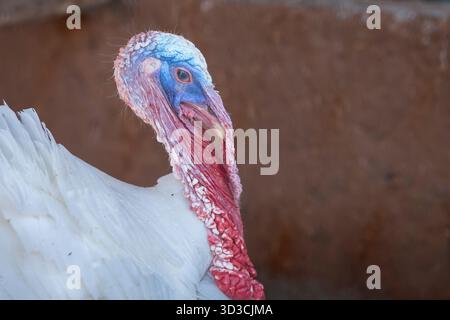 Nahporträt eines weißen hauspfuhs mit roter Knarre und blauem Gesicht. Weißer truthahn Nahporträt, Hintergrund aus Ton, Marokko. Stockfoto