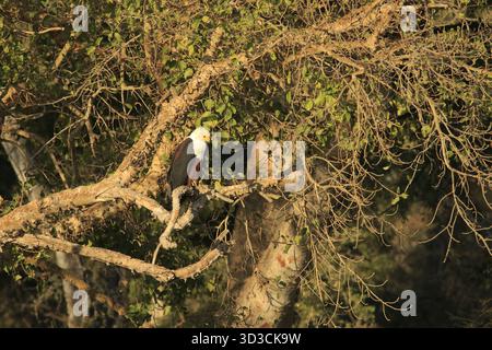 Afrikanischer Fischadler (Icthyophaga vocifer) am Baum Stockfoto