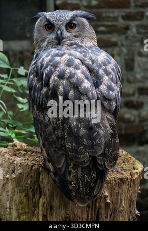 Eurasische Uhu (Bubo bubo) auf einem Baumstumpf Stockfoto