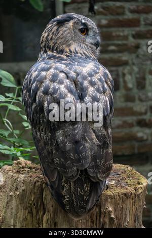 Eurasische Uhu (Bubo bubo) auf einem Baumstumpf Stockfoto