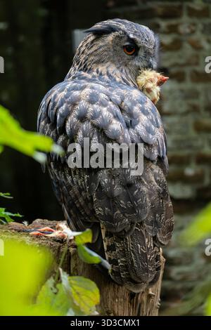 Eurasische Uhu (Bubo bubo) auf einem Baumstumpf Stockfoto