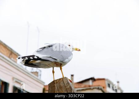 Möwe auf Holzpfosten vor städtischem Hintergrund. Stockfoto
