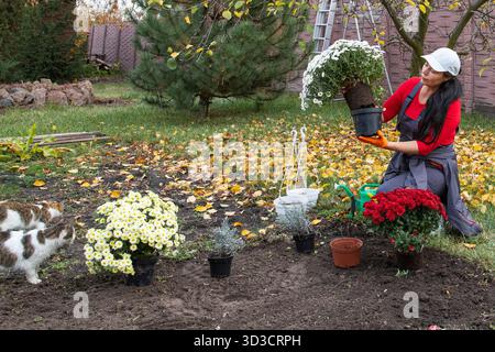 Frau in rotem Hemd pflanzt bunte Chrysanthemen im Herbstgarten mit zwei Katzen Stockfoto