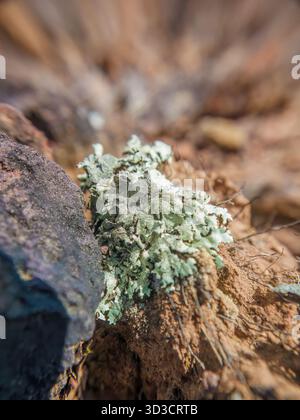 Flechten, die auf einem Sandhaufen wachsen; Weitwinkel-Makrophotographie, aufgenommen in der Wüste La Candelaria in den östlichen Andengebirgen Stockfoto