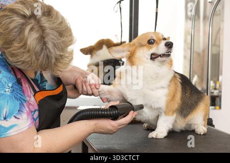 Dog Corgi Trocknen Pet Grooming und Frisur Konzept Stockfoto