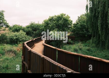 Geschwungener Holzweg Durch Den Green Forest Stockfoto