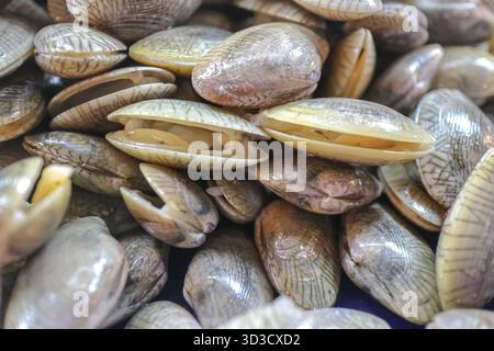 Detaillierte Nahaufnahme frischer Paratapes undulatus Muscheln mit offenen Schalen, die rohes Fleisch enthüllen, ideal für Meeresfrüchte, Ernährung und kulinarische Märkte. Stockfoto