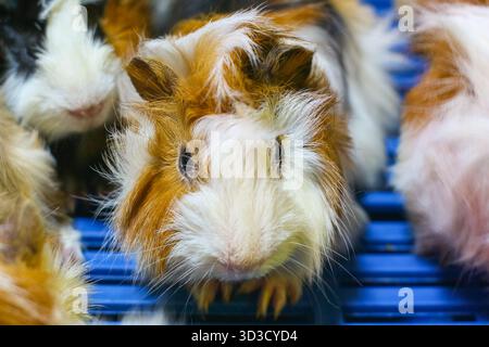Vorderansicht von flauschigen Meerschweinchen mit weichem Fell in weiß- und Brauntönen, direkt in die Kamera gerichtet, ideal für die Tierpflege und den Familienstil. Stockfoto