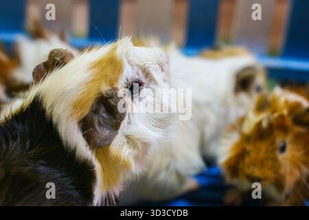 Seitliches Porträt eines flauschigen weißen und braunen Meerschweinchens, das nach oben blickt und seine kuriose Natur betont. Ideal für die Pflege von Kleintieren und Zubehör. Stockfoto