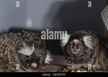 Zwei Murmeltiere untersuchen ihre Umgebung am Nachmittag in einem warmen Innenbereich. Ihr flauschiges Fell und ihre lebendigen Ausdrucksformen halten den Moment wunderbar fest. Stockfoto