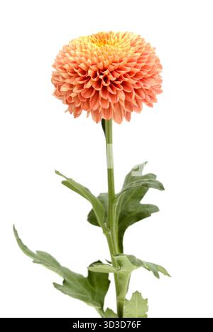 Kupferfarbene Pompom Chrysantheme Einzelblume isoliert auf weißem Hintergrund Stockfoto