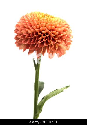 Kupferfarbene Pompom Chrysantheme Einzelblume isoliert auf weißem Hintergrund Stockfoto