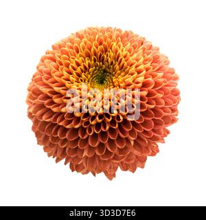 Kupferfarbene Pompom Chrysantheme Einzelblume isoliert auf weißem Hintergrund Stockfoto