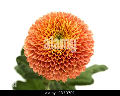 Kupferfarbene Pompom Chrysantheme Einzelblume isoliert auf weißem Hintergrund Stockfoto